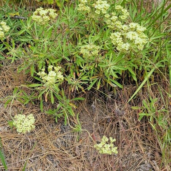 Eriogonum heracleoides Folla