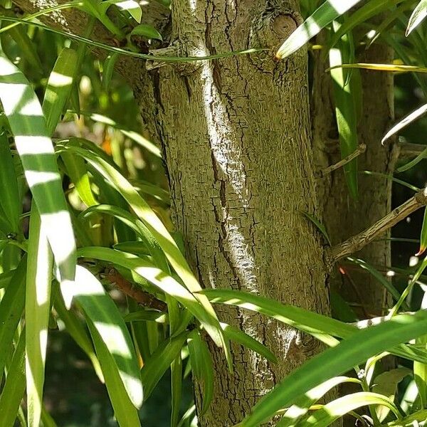 Podocarpus henkelii кора