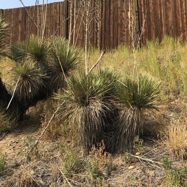 Yucca elata Frunză