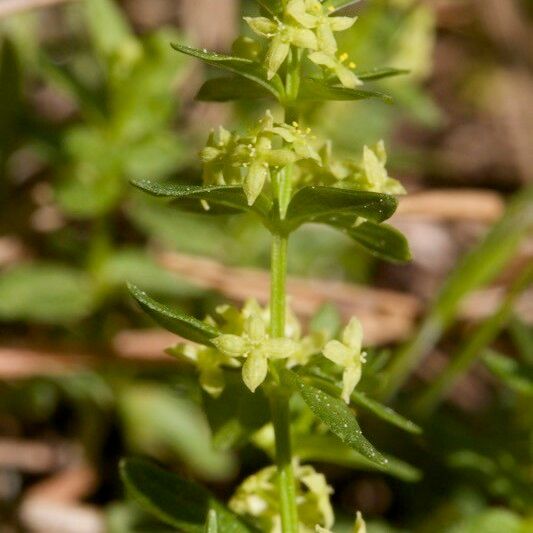 Cruciata pedemontana Other