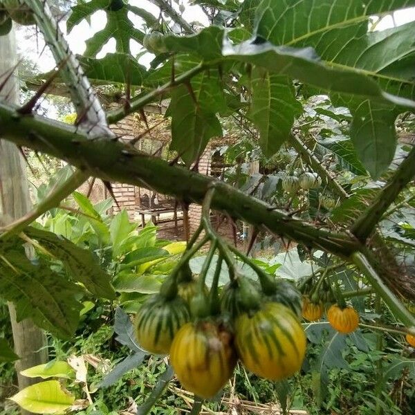 Solanum linnaeanum ഫലം