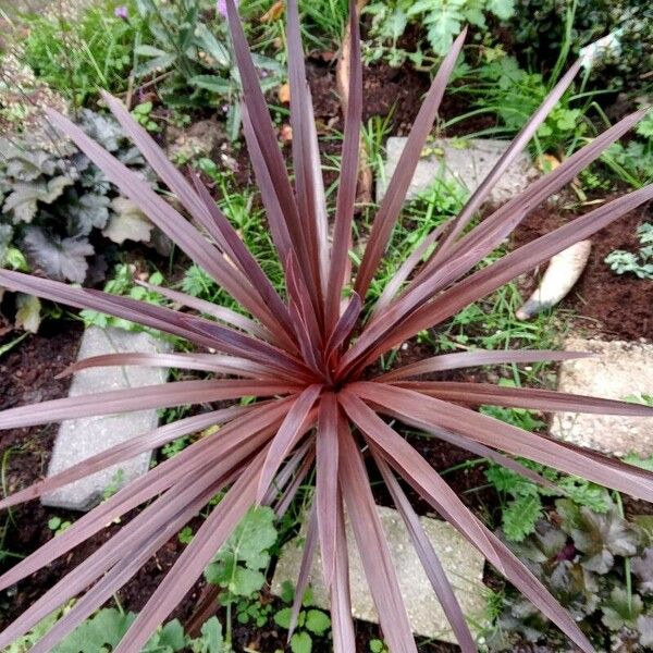 Cordyline australis Blatt