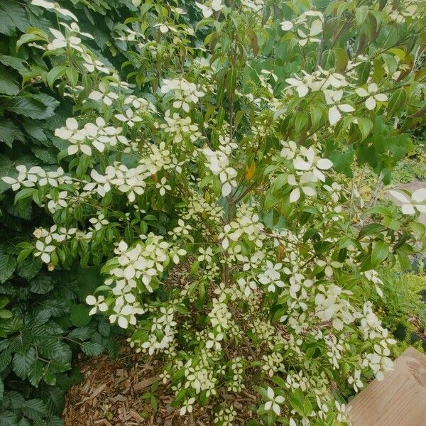 Cornus hongkongensis പുഷ്പം