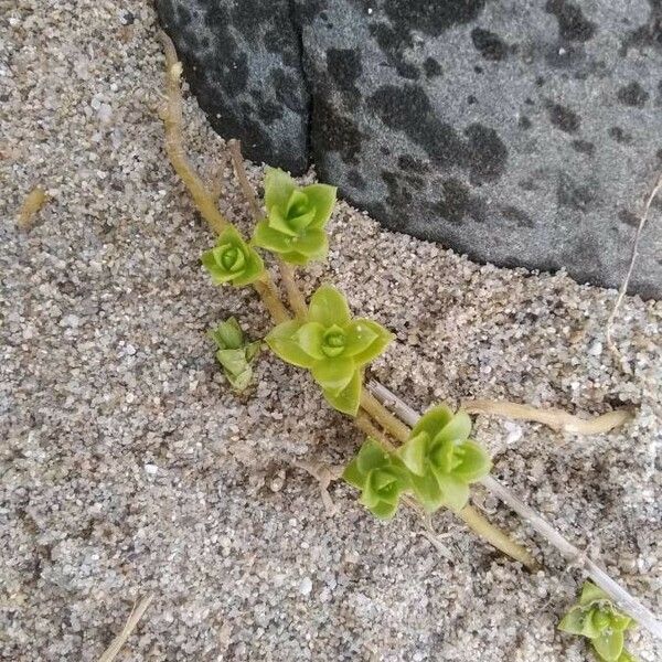 Honckenya peploides Folha