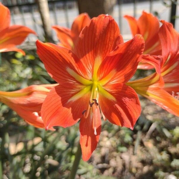 Hippeastrum puniceum Цвят