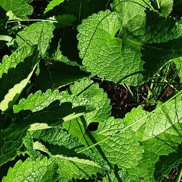 Phlomoides tuberosa Leaf