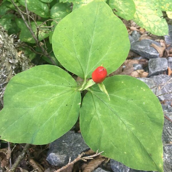 Trillium undulatum Lapas