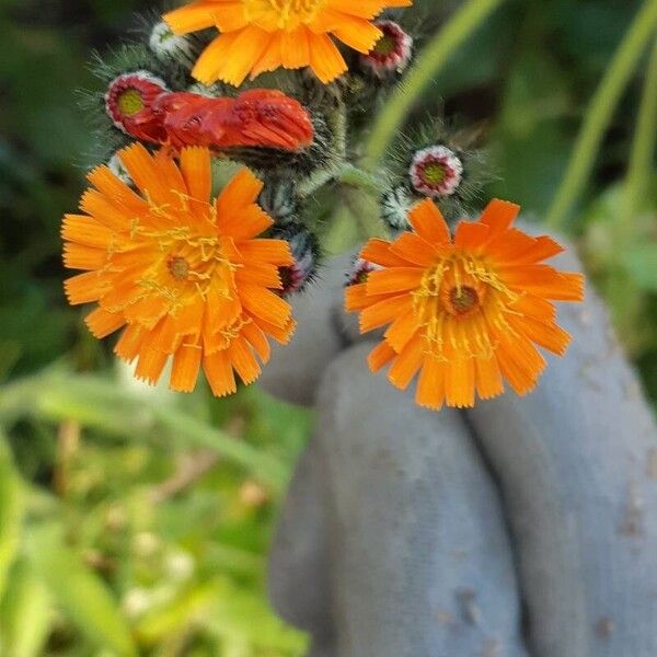 Pilosella guthnikiana Flower