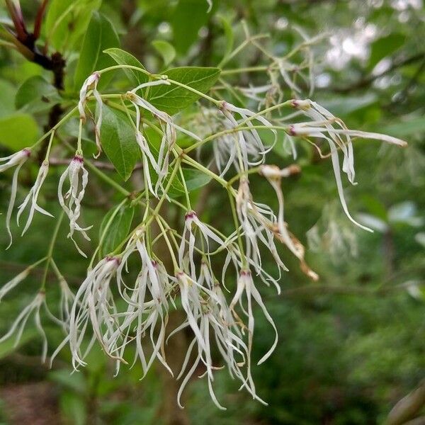 Chionanthus virginicus Flower