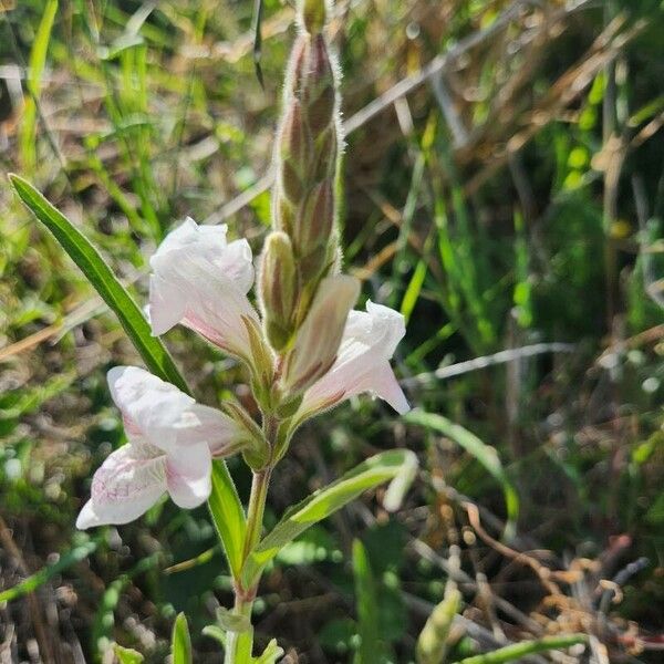 Asystasia charmian Λουλούδι