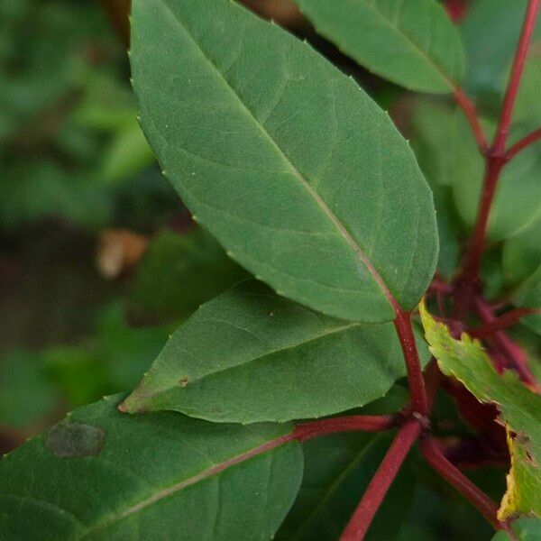 Fuchsia magellanica Leaf