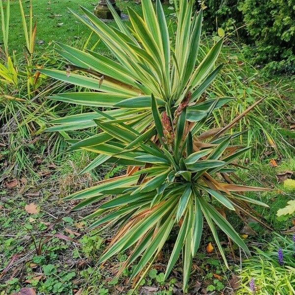 Yucca gloriosa Žiedas