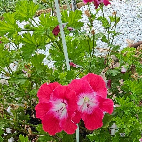 Pelargonium grandiflorum Flor