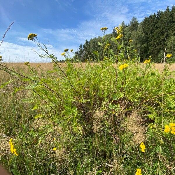 Tanacetum vulgare Çiçek