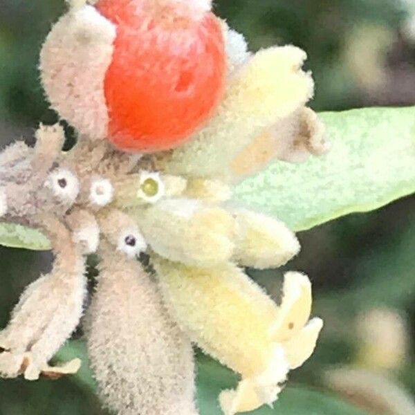 Daphne mucronata Fruit