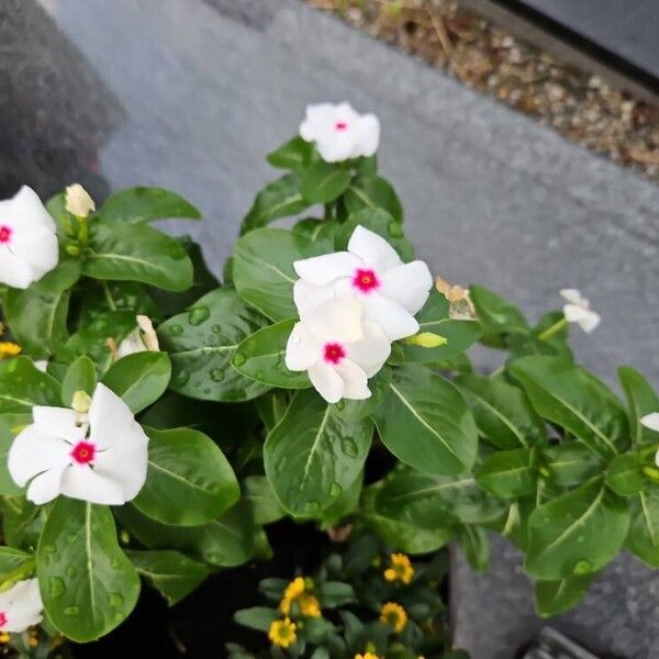 Catharanthus coriaceus 花