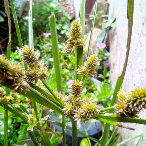 Cyperus alopecuroides Flor