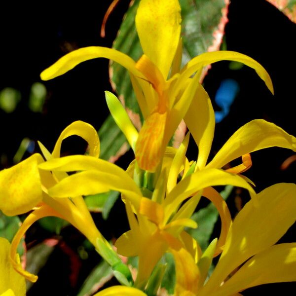 Canna glauca Blomst