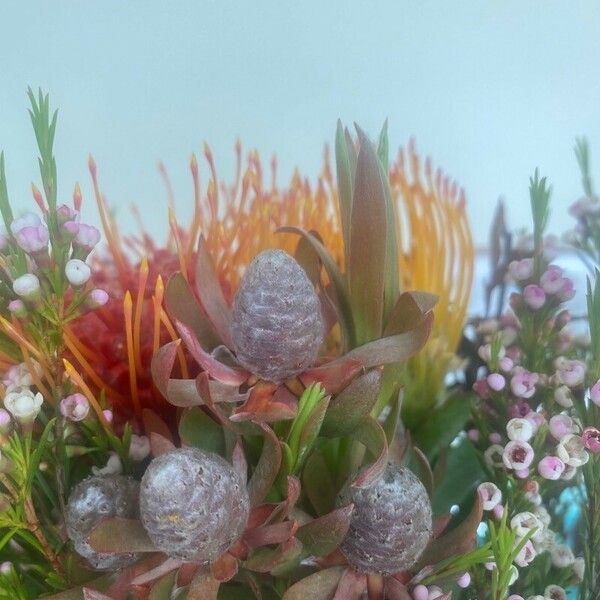 Leucadendron salignum Flor