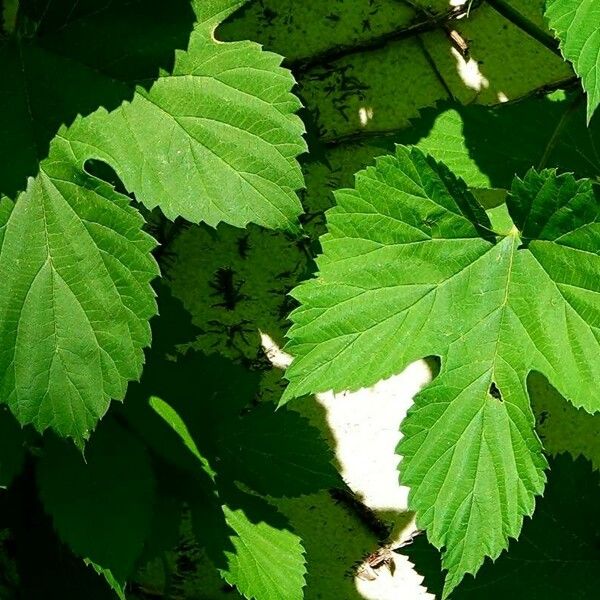 Humulus lupulus Feuille