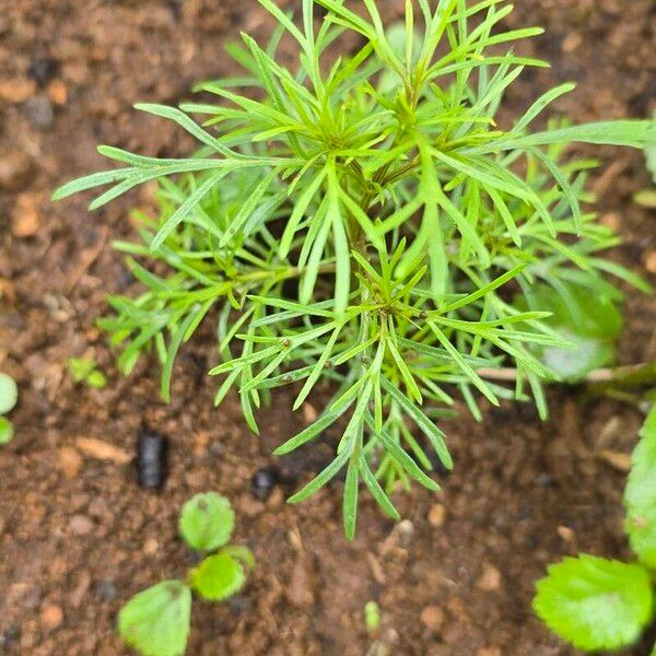 Tagetes filifolia List