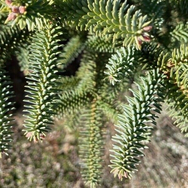 Abies pinsapo 葉