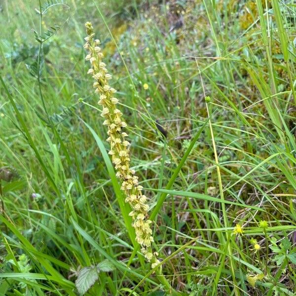 Orchis anthropophora Агульны выгляд