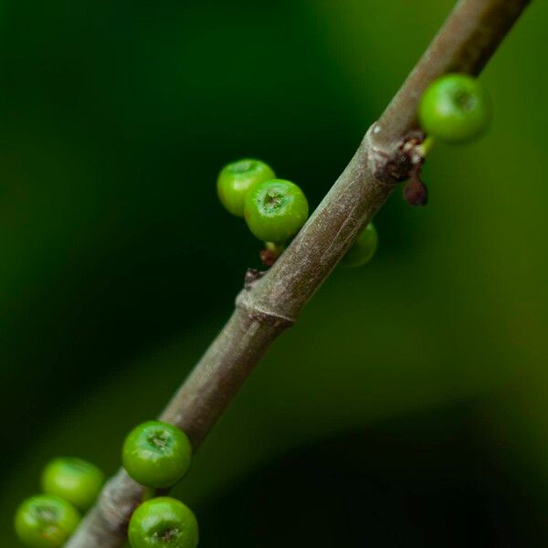 Ficus hispida Fruitua