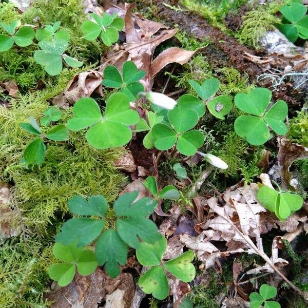 Oxalis acetosella Blad