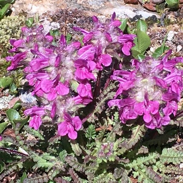 Pedicularis verticillata Hábito