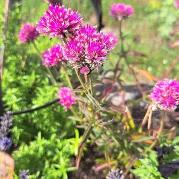 Gomphrena globosa Kukka