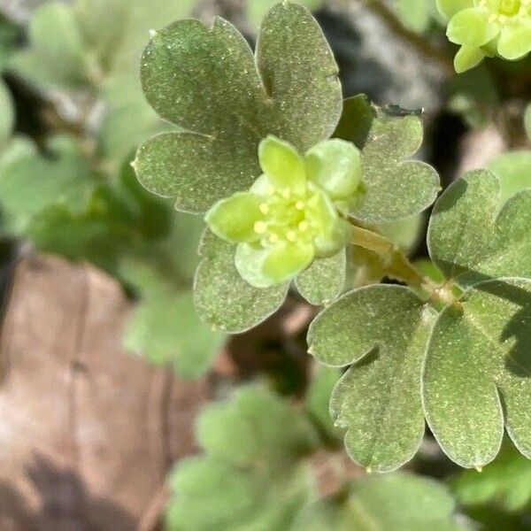 Adoxa moschatellina Květ