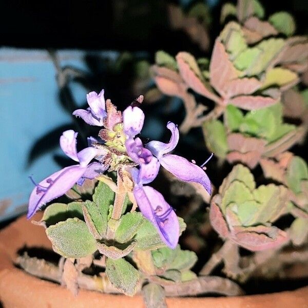 Coleus neochilus 花