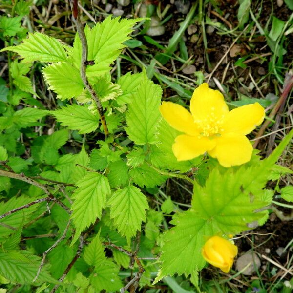 Kerria japonica Blomma