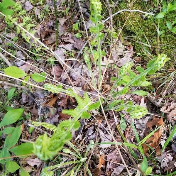 Pedicularis canadensis 葉