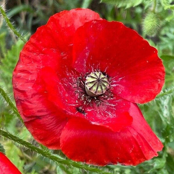 Papaver setiferum 花