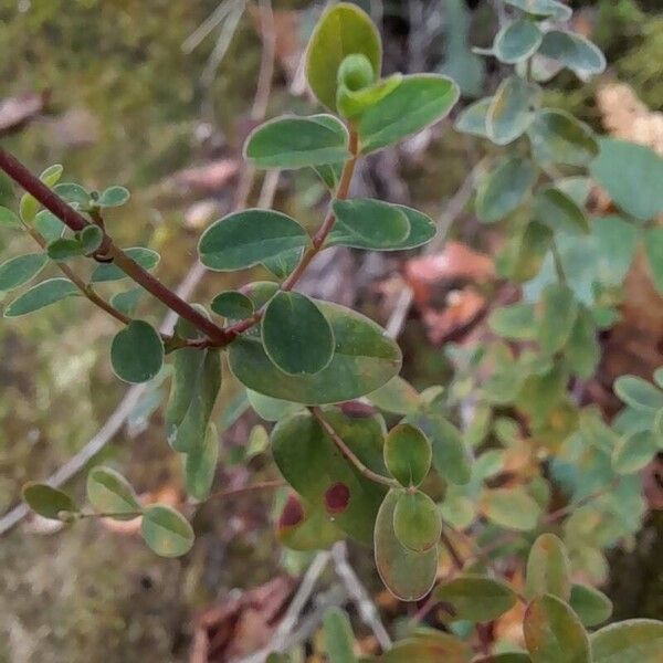 Hypericum pulchrum Leaf