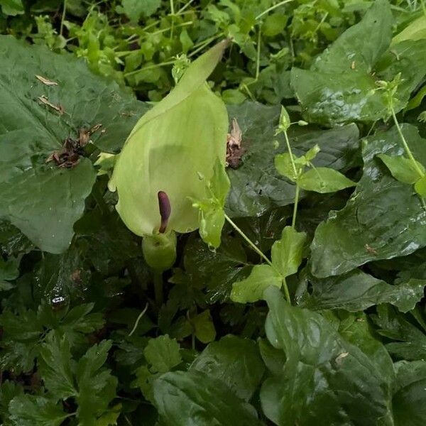 Arum maculatum 花