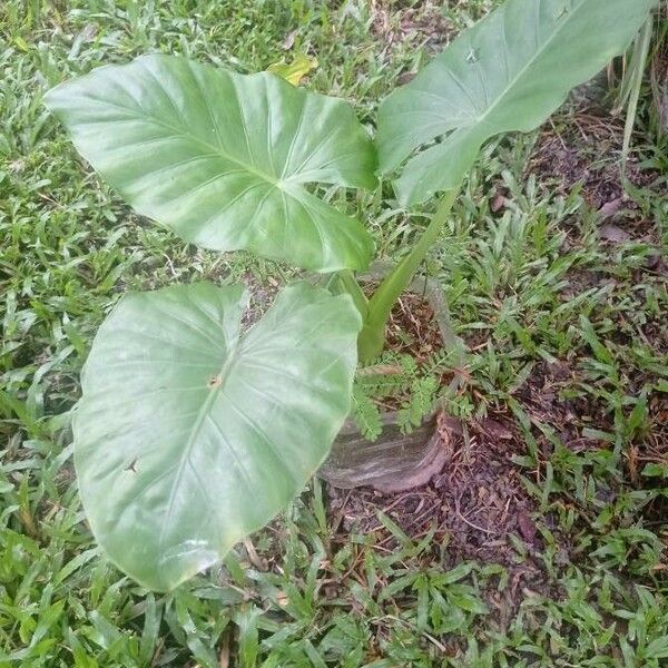 Alocasia macrorrhizos Feuille