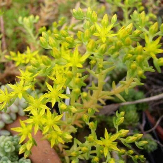 Sedum mexicanum ᱵᱟᱦᱟ