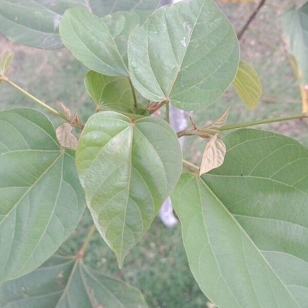 Bixa orellana Leaf