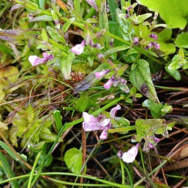 Scutellaria minor Кветка