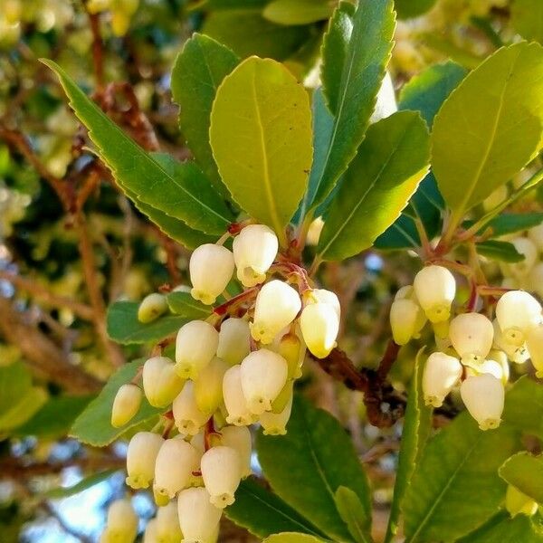 Arbutus unedo പുഷ്പം