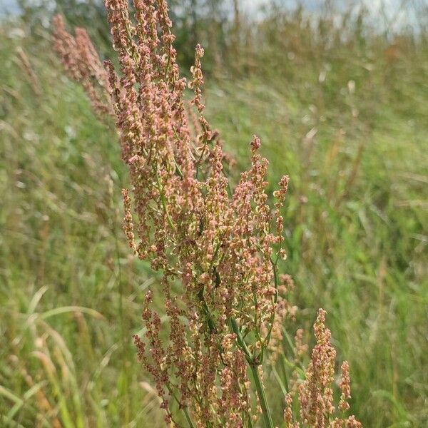 Rumex thyrsiflorus Cvet