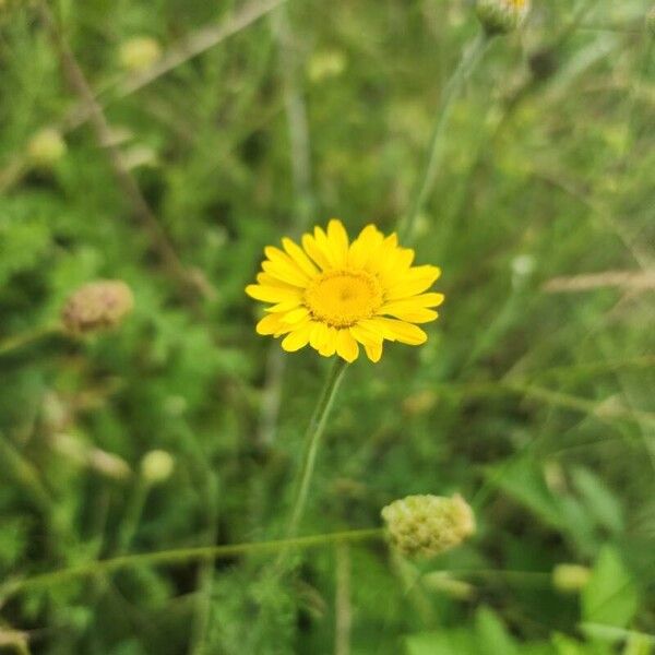 Cota tinctoria Flor