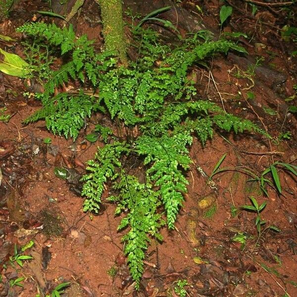 Asplenium exiguum Celota