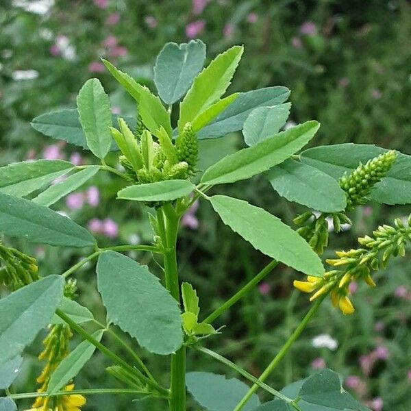 Melilotus officinalis Leaf