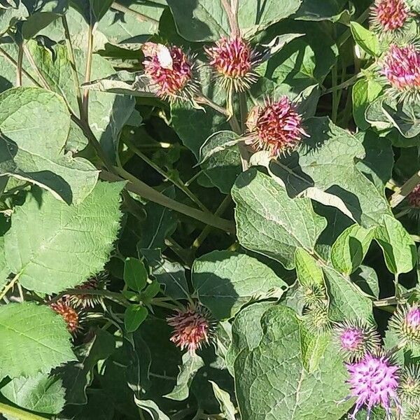 Arctium minus Blad