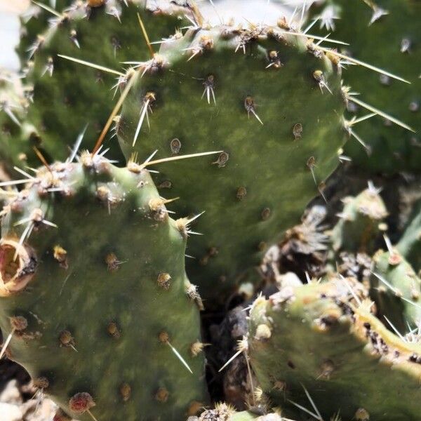 Opuntia polyacantha Folha