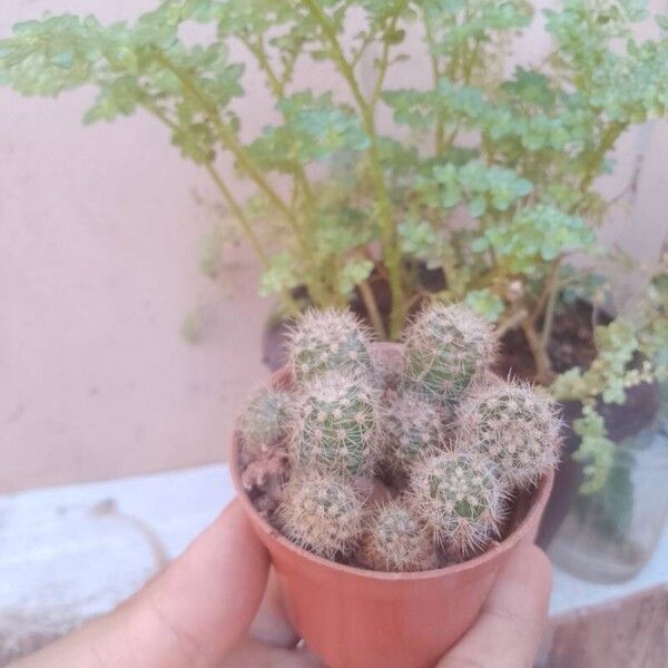 Echinocereus coccineus چھال